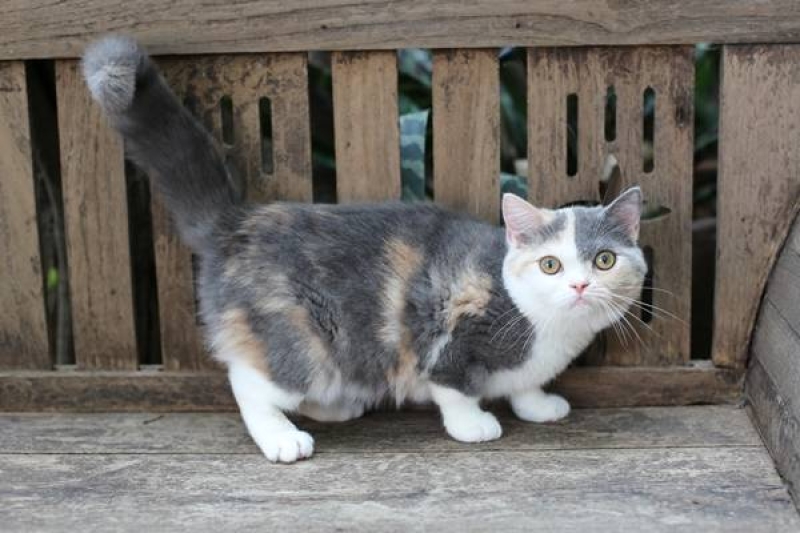 หน้าตัวอย่างสีในการกรอกข้อมูล : Siam Cat Fanciers' Club (Scfc)